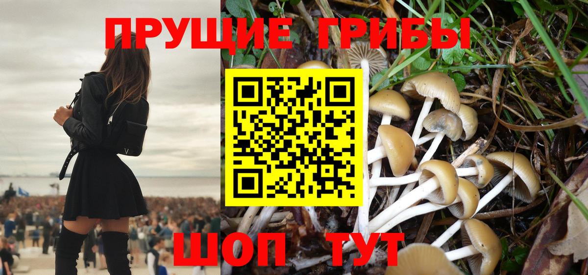 дарнет шоп  Новочебоксарск  Псилоцибиновые грибы GOLDEN TEACHER 